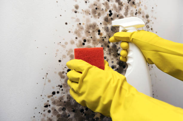 Best Black Mold Remediation in Spurgeon, TN