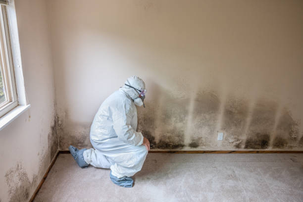 Best Basement Mold Remediation in Spurgeon, TN