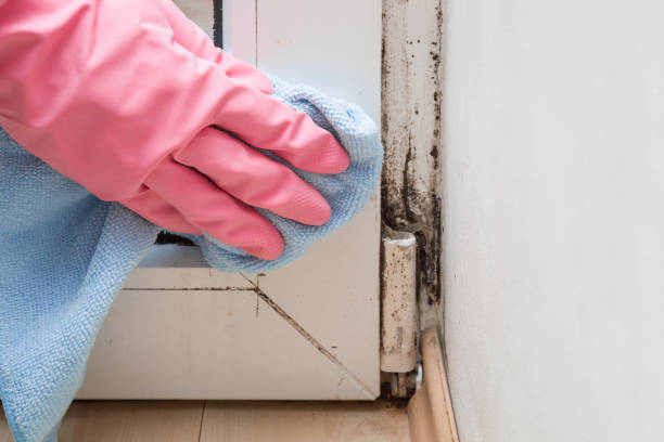 Best Localized Mold Remediation (e.g., coastal areas, humid climates) in Spurgeon, TN
